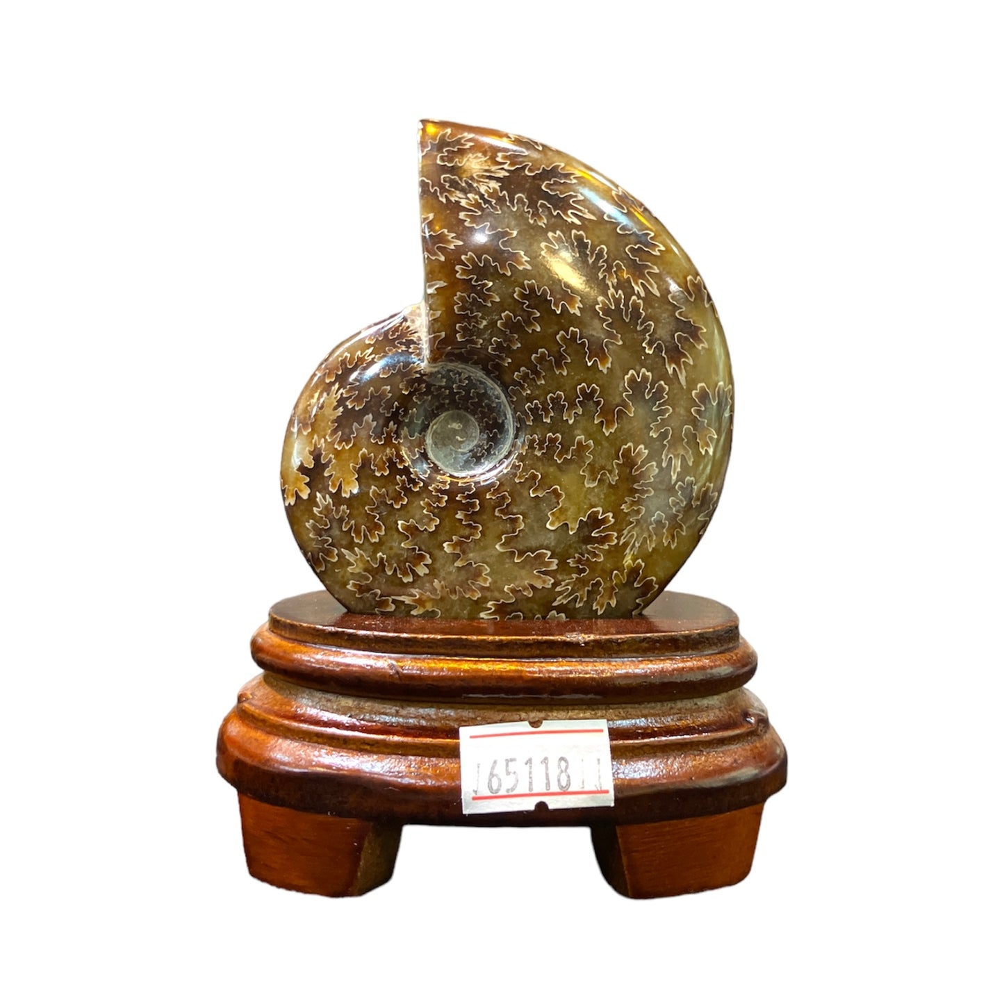 189g Chrysanthemum Ammonite with wooden stand display